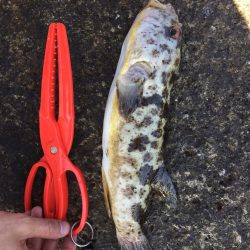 ライトゲーム好調