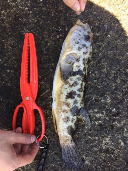 ライトゲーム好調