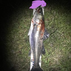 今シーズンラストシーバス？