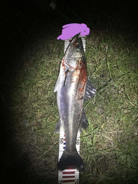 今シーズンラストシーバス？