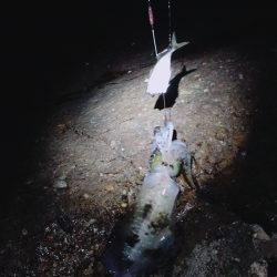 アオリイカ大漁9杯