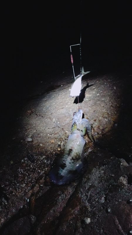 アオリイカ大漁9杯