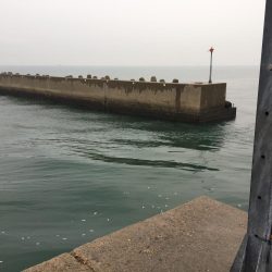 青物狙い!のはずが、、、