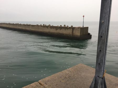 青物狙い!のはずが、、、