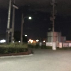 シーバスおるよ。