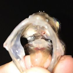 アジ良型連発！