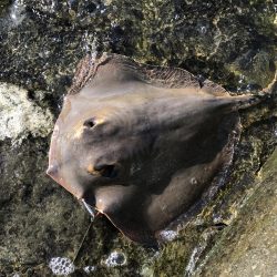 初ダブルメッキ！