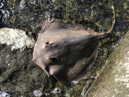 初ダブルメッキ！