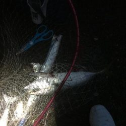 青物ハンティング♫