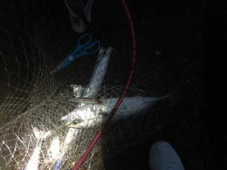 青物ハンティング♫