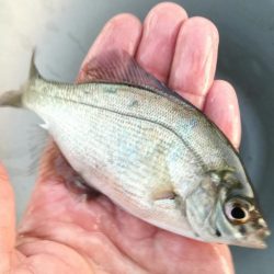 餌なしサビキでサッパ釣り