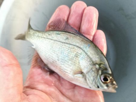 餌なしサビキでサッパ釣り