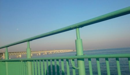 ハマチにサゴシ