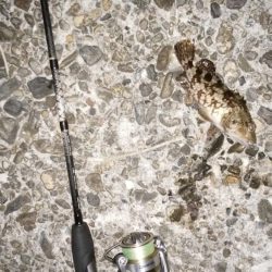 ナイトアジ＆デイマゴチ