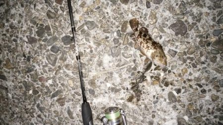 ナイトアジ＆デイマゴチ