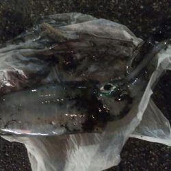 ナイトエギング