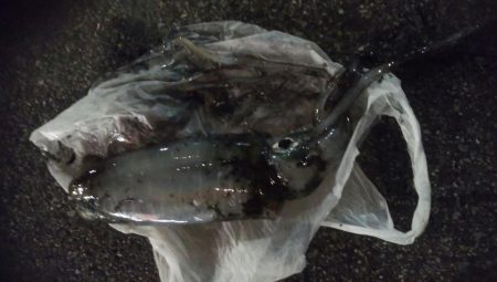 ナイトエギング