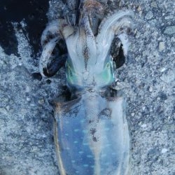 連日釣行最終日