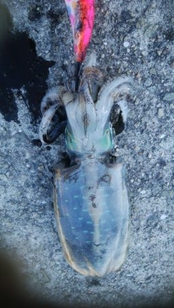 連日釣行最終日