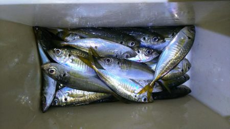 愉しいアジング！！