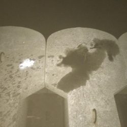 コウイカ入れ食い