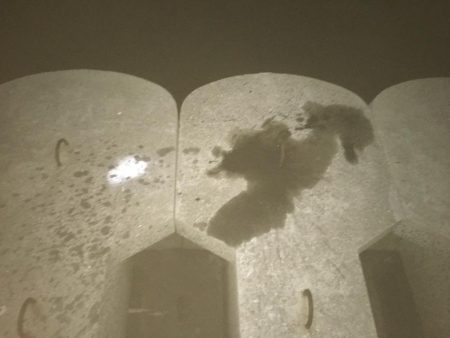 コウイカ入れ食い