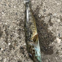 まさかのマダコ！？