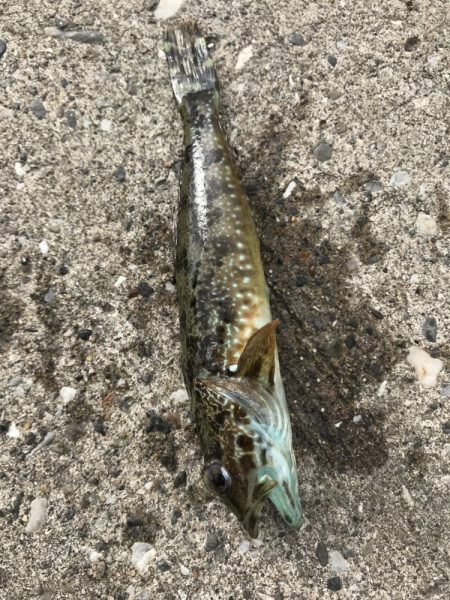 まさかのマダコ！？