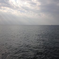 ハマワンタチワン