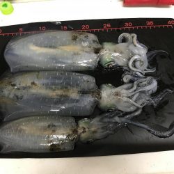 大きくなってきてます