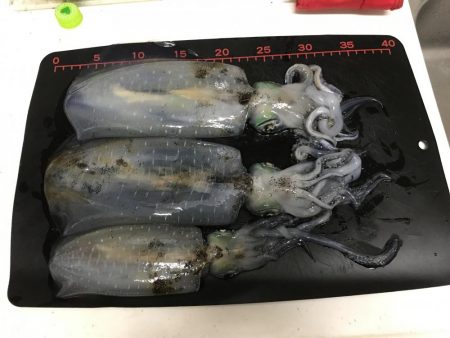 大きくなってきてます