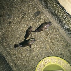 夕やけ眺め、２時間の釣り