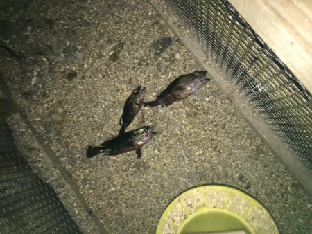 夕やけ眺め、２時間の釣り