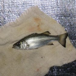 豊浜釣り桟橋　北風が厳しい季節になりました