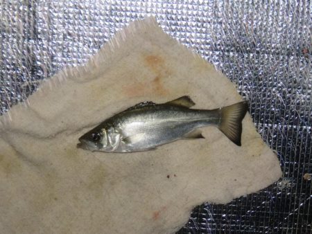 豊浜釣り桟橋　北風が厳しい季節になりました