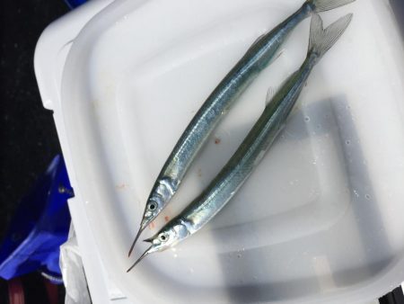 周南 戸田桑原漁港