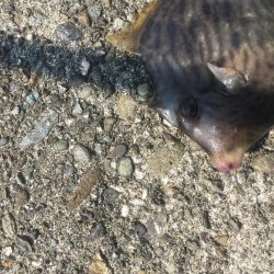 津田沖一文字でチヌ