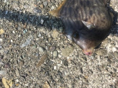 津田沖一文字でチヌ