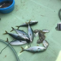 ウチノ海筏でダンゴ&ナブラ祭り