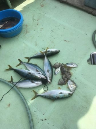 ウチノ海筏でダンゴ&ナブラ祭り