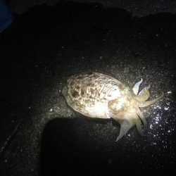 結局は腕やっさ！