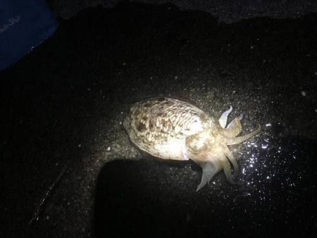 結局は腕やっさ！