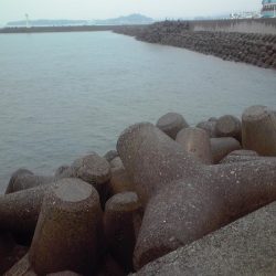 ジャンボアジ（尺アジ）4匹