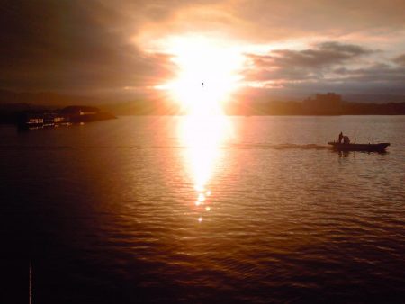 アイゴ、メッキ、カイズ等