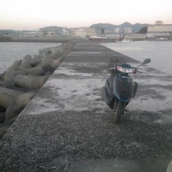 サビキでジャンボアジ（尺アジ）