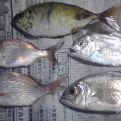 今日は大漁60匹！