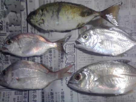 今日は大漁60匹！