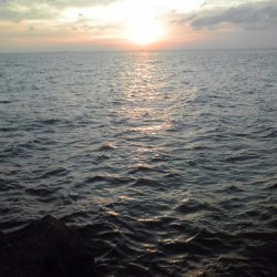 ヤガラがアジを丸呑み