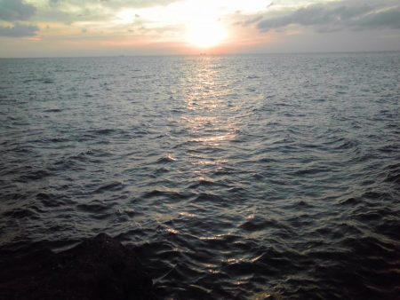 ヤガラがアジを丸呑み