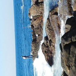 グレ・アオリイカ・小さい・・・・・・